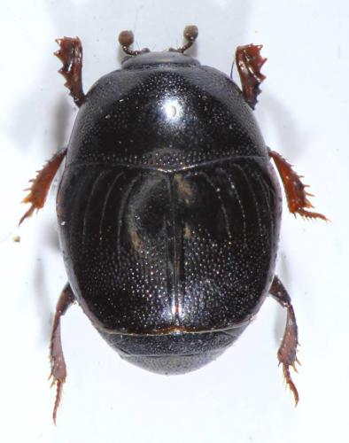 Réf. 195 267 : Chalcionellus aemulus